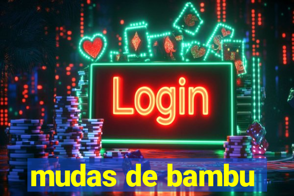 mudas de bambu